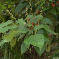 Mallotus philippensis (Lam.) Müll.Arg.
